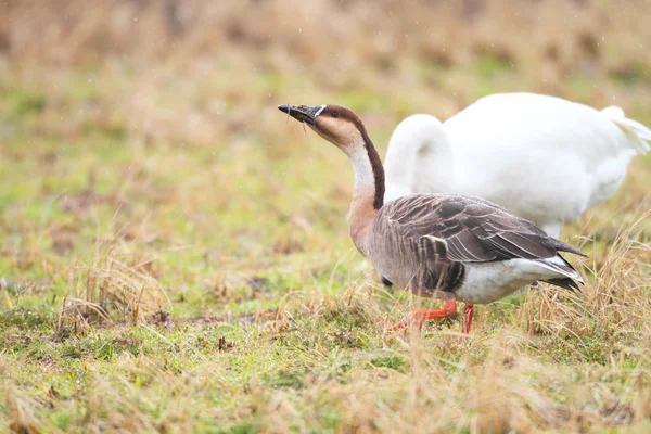 Swan Goose (Anser cygnoides) in Japan — Stock Photo, Image