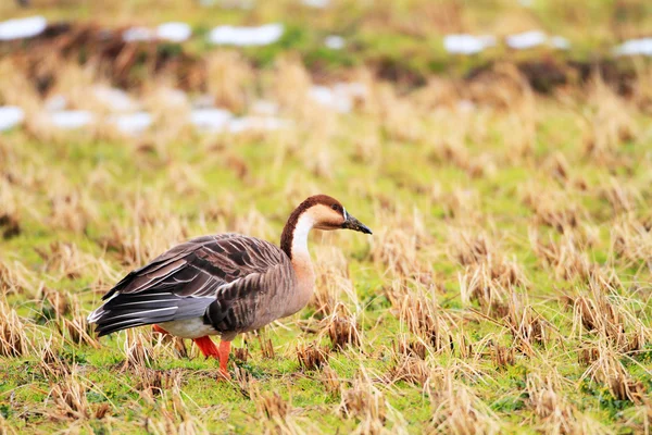 Swan Goose (Anser cygnoides) in Japan — Stock Photo, Image