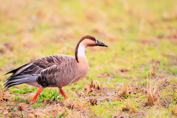 Swan gęś (Anser cygnoides) w Japonii — Zdjęcie stockowe