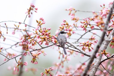 küllü minivet (pericrocotus divaricatus), Japonya