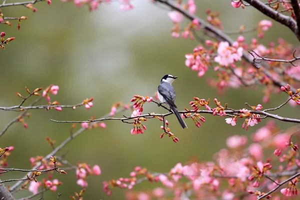 Dunkelgrauer Stachelbürzler (Pericrocotus Divaricatus) in japan — Stockfoto