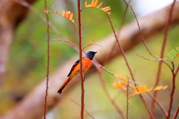 Minivet pequeño (Pericrocotus cinnamomeus) en la isla de Bari, Indonesia — Foto de Stock