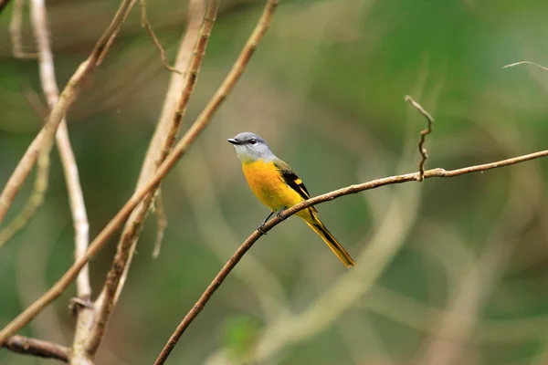 Graukinn-Minitierchen (Pericrocotus solaris) Weibchen im Taiwan — Stockfoto