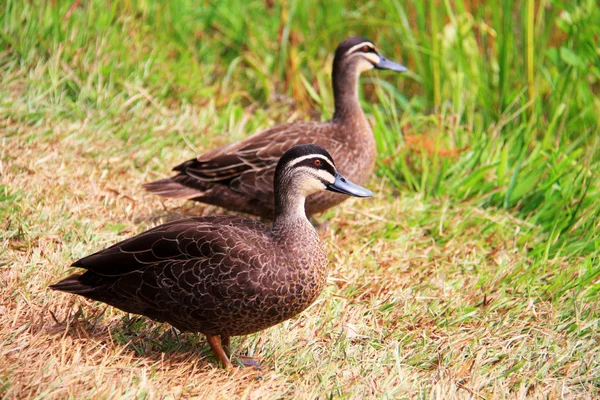 Pacific Black Duck (Anas superciliosa) in Australia — Stock Photo, Image
