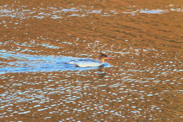 Merganser de face escamosa ou mrganser chinês (Mergus squamatus) no Japão — Fotografia de Stock