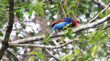 Sri lanka ya da sri Lanka Seylan mavi Saksağan (urocissa ornata)