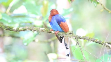 Sri lanka ya da sri Lanka Seylan mavi Saksağan (urocissa ornata)