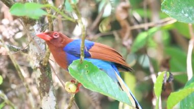 Sri lanka ya da sri Lanka Seylan mavi Saksağan (urocissa ornata)