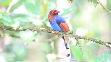 Sri lanka ya da sri Lanka Seylan mavi Saksağan (urocissa ornata)