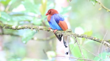 Sri lanka ya da sri Lanka Seylan mavi Saksağan (urocissa ornata)