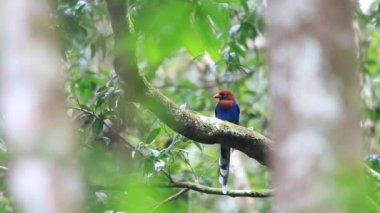 Sri lanka ya da sri Lanka Seylan mavi Saksağan (urocissa ornata)