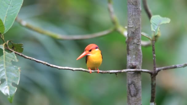 Orientalischer Zwergeisvogel (ceyx erithaca) in sri lanka — Stockvideo