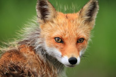 Kızıl Tilki (vulpes vulpes) yılında hokkaido, Japonya
