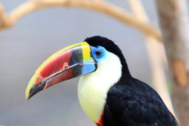 Beyaz boğazlı Toucan (Ramphastos tucanus)