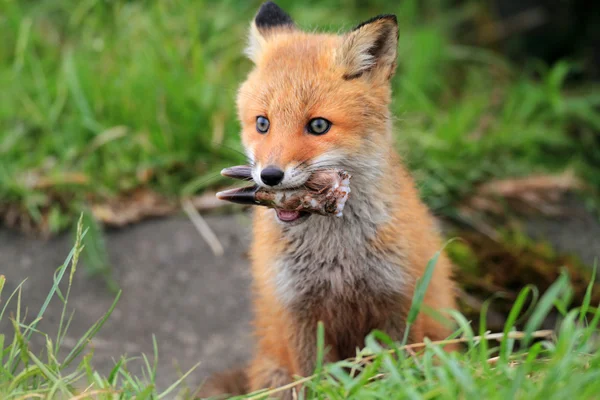Κόκκινη αλεπού (vulpes vulpes) στο Χοκάιντο, Ιαπωνία — Φωτογραφία Αρχείου