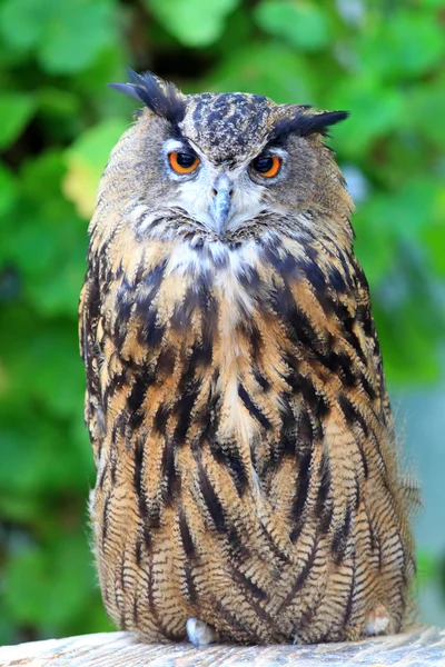 Мыс Совы (Bubo capensis ) — стоковое фото