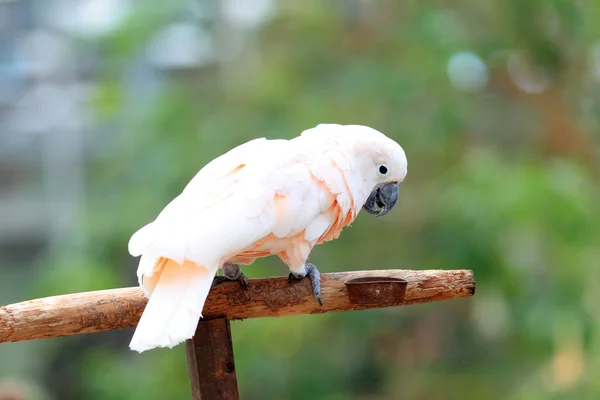 摩鹿加凤头鹦鹉或鲑鱼凤头鹦鹉 (cacatua moluccensis) — 图库照片