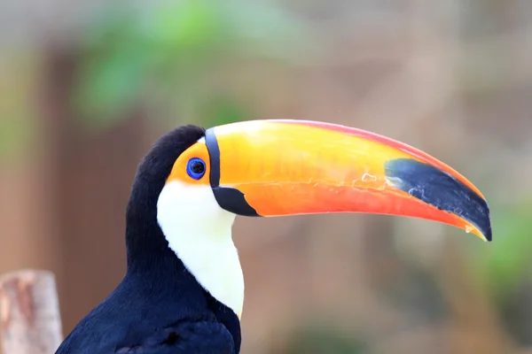 Tukan wielki (ramphastos toco) — Zdjęcie stockowe