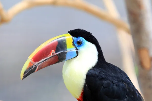 Tucano dalla gola bianca (Ramphastos tucanus ) — Foto Stock