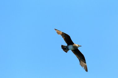 küt kuyruklu jaeger (stercorarius pomarinus) NSW, Güney Avustralya