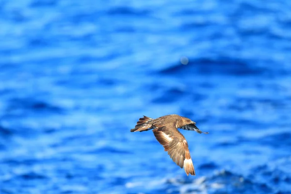 Jaeger pomarine (stercorarius pomarinus) στη ΝΝΟ, Νότια Αυστραλία — Φωτογραφία Αρχείου