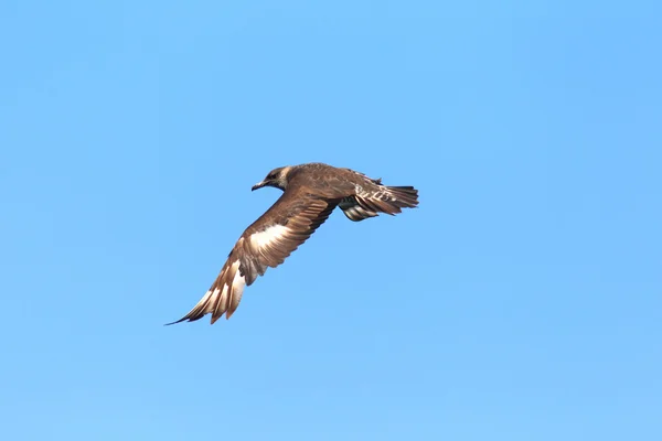 Помарин Джегер (Stercorarius fallarinus) в Новом Южном Уэльсе, Южная Австралия — стоковое фото