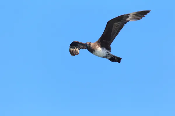 Bredstjärtad jaeger (stercorarius pomarinus) i nsw, Australien — Stockfoto