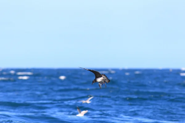 在新南威尔士州、 南澳大利亚州的 pomarine jaeger （短尾 pomarinus) — 图库照片