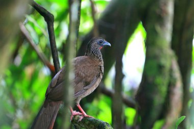 Benekli Chachalaca (Ortalis guttata) Ekvator