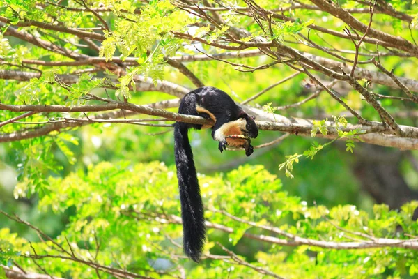 Černá veverka obrovská (ratufa bicolor) v národním parku khao yai, Thajsko — Stock fotografie