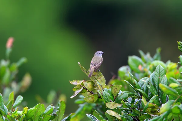 Štíhlé nohy tyrannulet (zimmerius gracilipes) v Ekvádoru — Stock fotografie