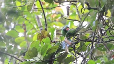 sri Lanka Layard'ın muhabbet kuşu (psittacula calthropae)
