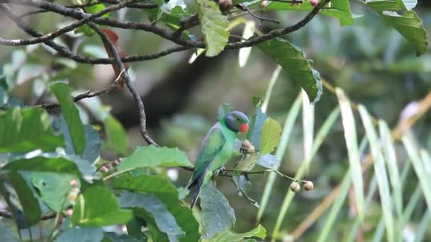 VioletaLayard si papouška (psittacula calthropae) na Srí Lance — Stock video