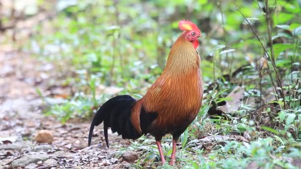 Galinhas selvagens do Ceilão (Gallus lafayetii) do sexo masculino no Sri Lanka — Vídeo de Stock