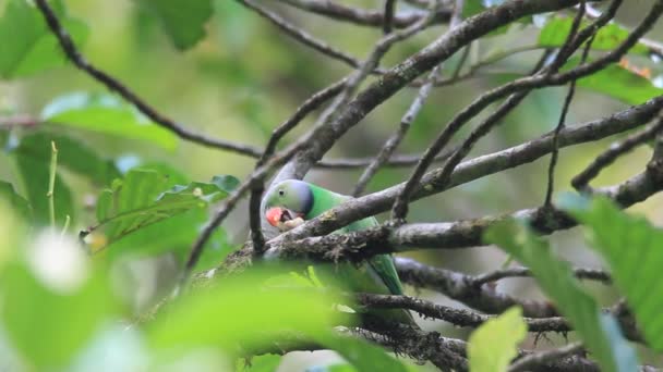 Parakeet de Layard (Psittacula calthropae) no Sri Lanka — Vídeo de Stock