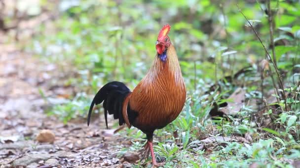 Aves de la jungla de Ceilán (Gallus lafayetii) macho en Sri Lanka — Vídeos de Stock