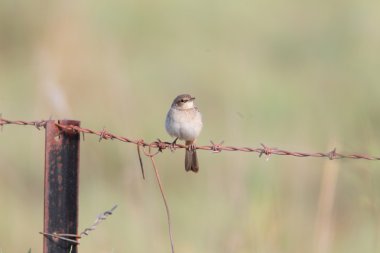 Kızılca songlark (cincloramphus mathewsi), Avustralya
