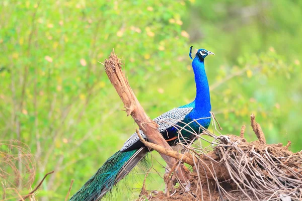 Indian Peafowl (Pavo cristatus) в Шри-Ланке — стоковое фото