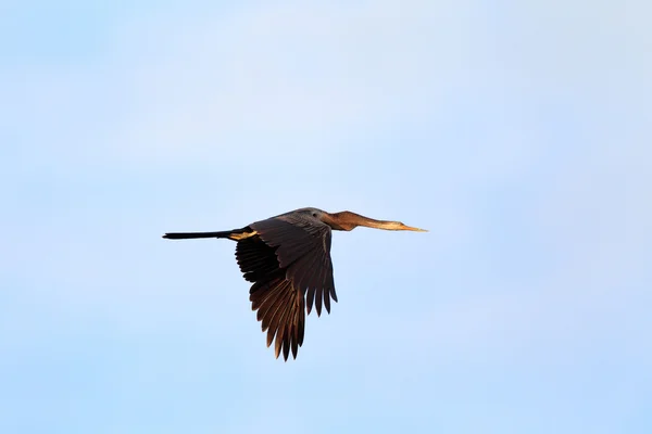 Dard d'Orient ou dard indien (Anhinga melanogaster) en Sri Lanka — Photo