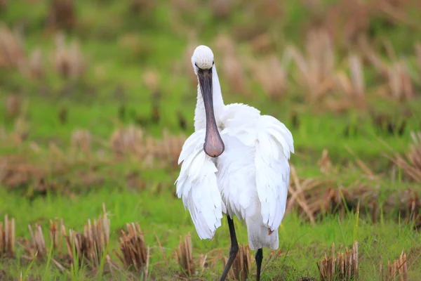 Eurasian Spoonbill (Platalea leucorodia) in Japan — Stock Photo, Image