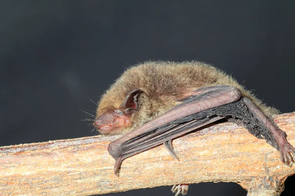 Japonský dům bat (pipistrellus abramus) v Japonsku — Stock fotografie