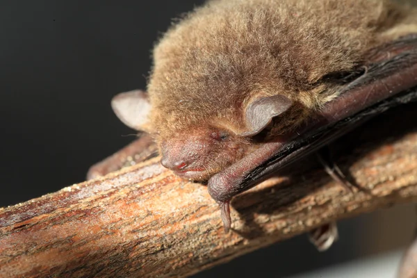 Giapponese casa pipistrello (Pipistrellus abramus) in Giappone — Foto Stock