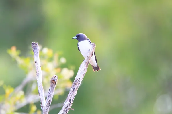 Tragar en madera de pecho blanco (Artamus leucorhynchus) en Australia — Foto de Stock