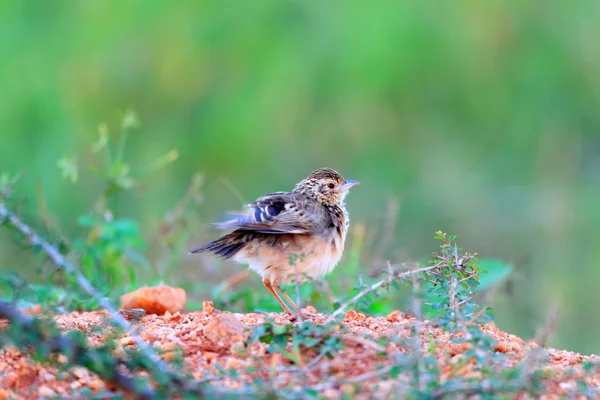 Jerdonem w Busha Skowronek (mirafra affinis) w sri lanka — Zdjęcie stockowe