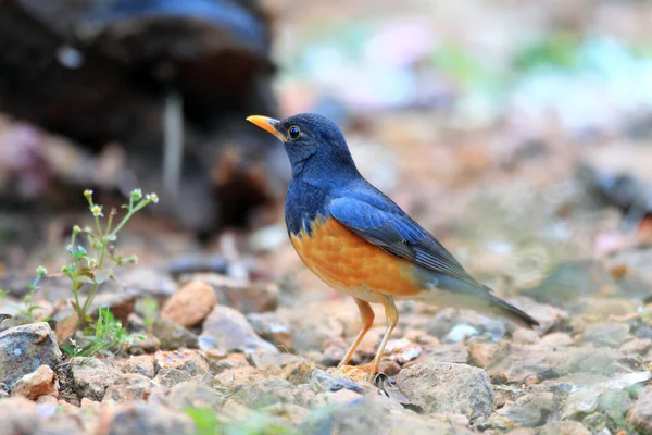 Black-breasted Thrush Turdus dissimilis em Doi Angkhang, Norte da Tailândia — Fotografia de Stock