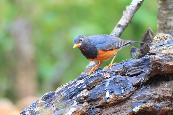 Black-breasted Thrush Turdus dissimilis in Doi Angkhang , North Thailand — Stock Photo, Image