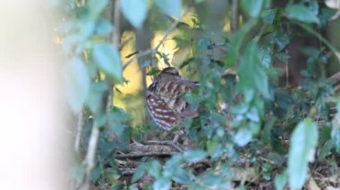 Kuzey Tayland Kızıl gerdanlı keklik (arborophila rufogularis)