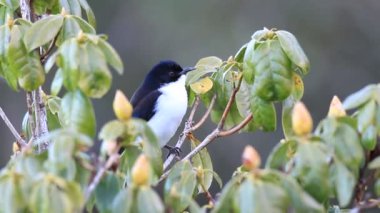 kara sırtlı sibia (heterophasia melanoleuca) Kuzey Tayland