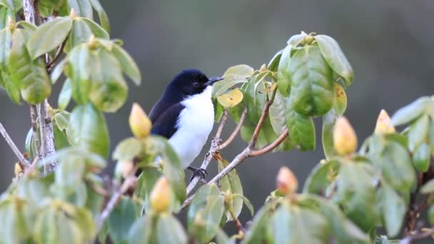 Υποστηρίζεται από το σκούρο sibia (heterophasia melanoleuca) στην Βόρεια Ταϊλάνδη — Αρχείο Βίντεο