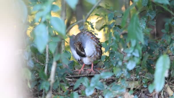 Skalník throated partridge (arborophila rufogularis) v severní Thajsko — Stock video